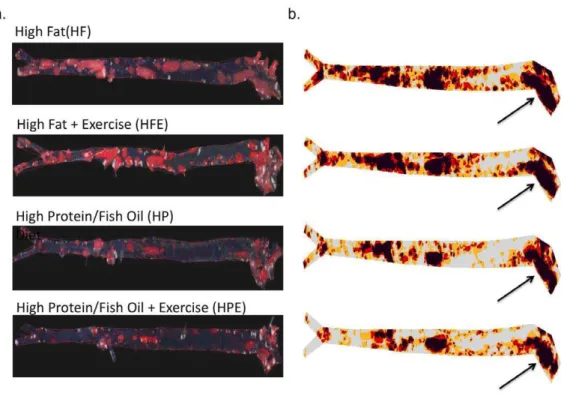 Figure 6 shows changes in serum inflammatory markers associated with diet and exercise groups