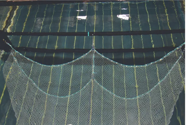 Fig 3. ‘W’ trawl attached to the Trawl Evaluation Rig (TER) and placed in the mid-stream section of the flume tank.