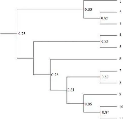Fig. 7:  RAPD’s,  ISSR’s  and  SSR,s  phylogenetic  analysis  among  11  Egyptian  and  Saudi  wheat  cultivars  and  landraces
