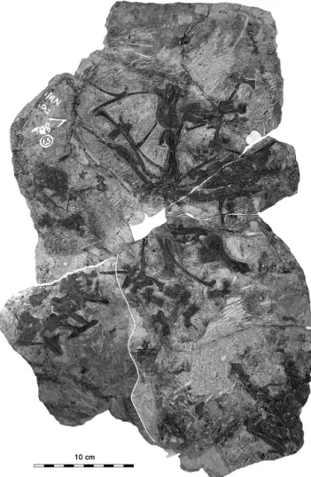 Figure 2. Ianthodon schultzei holotype KUVP 133735, slab in present condition, combined with photograph of skull area (lower left) before its removal.
