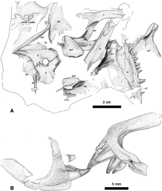 Figure 3. Ianthodon schultzei holotype KUVP 133735. (a) Redocumented skull; (b) dislocated premaxillae