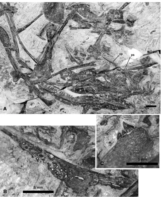 Figure 5. Ianthodon schultzei holotype KUVP 133735. (a) Close-up of central block; (b) detail of right posterior coronoid with eroded denticles; (c) detail of right pterygoid transverse flange dentition in dorsolateral aspect