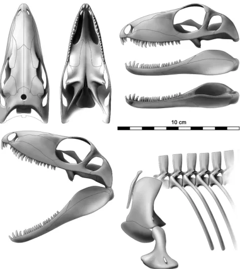 Figure 6. Ianthodon schultzei cranial and skeletal reconstruction. Three-dimensional arrangement and projections based on a wax maquette.