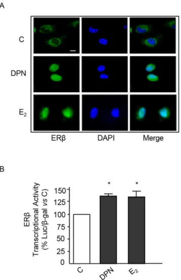 Fig 3. ERβ ligands trigger cytoplasmic-to-nuclear translocation of ERβ and induce its transcriptional acitivity in BLM melanoma cells