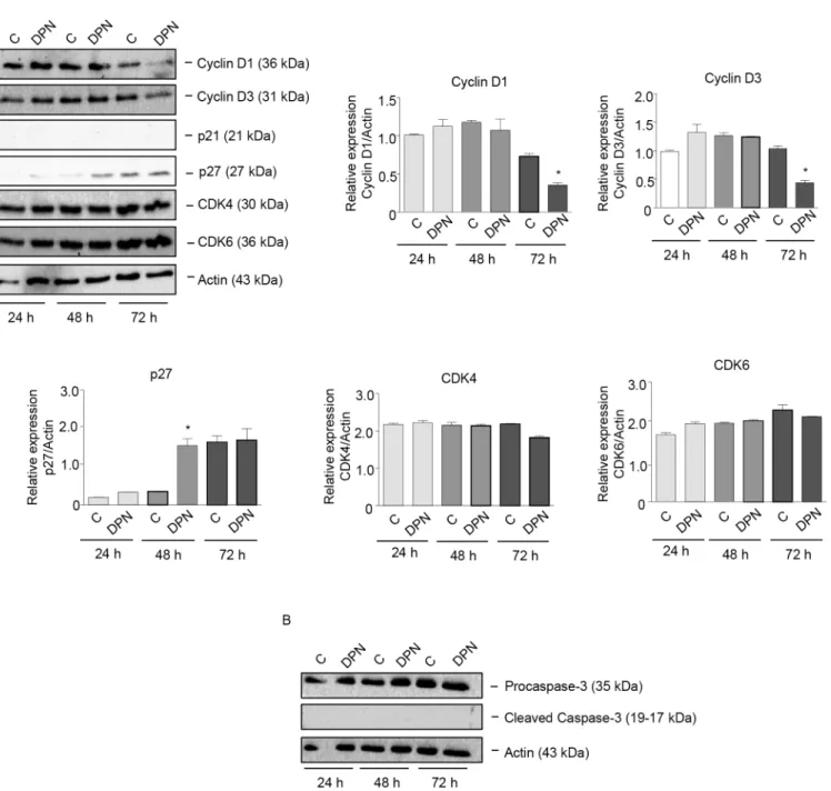 Fig 4. The specific ERβ ligand DPN affects the expression of cell cycle-related proteins in BLM melanoma cells