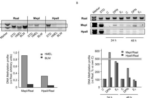 Fig 5. ERβ activation induces global DNA methylation reprogramming in BLM melanoma cells