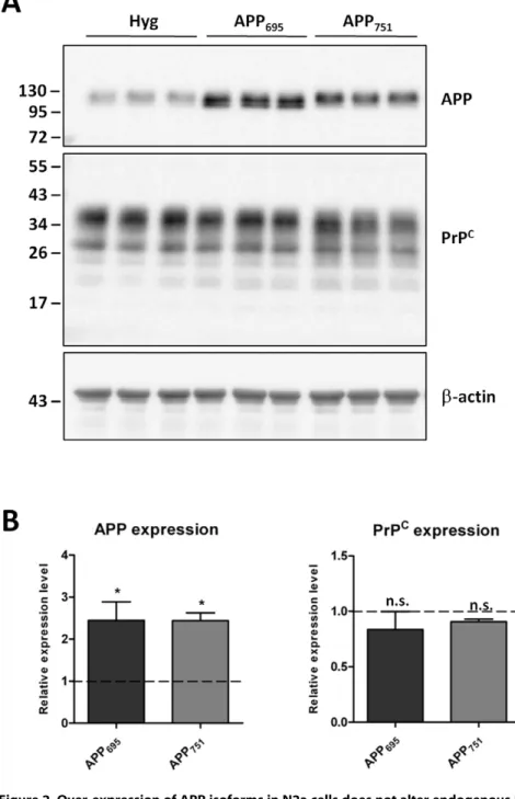 Figure 2. Over-expression of APP isoforms in N2a cells does not alter endogenous PrP C 