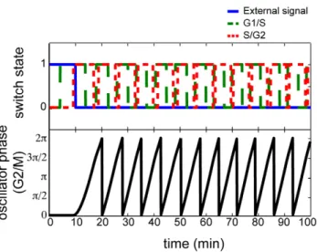 Figure 5. Simulated dynamics of the yeast cell cycle. Evolution of the states of the cell cycle modules (G1/S top, green dashed; S/G2 top, red dotted; G2/M bottom, black) in response to an external stimulus to initiate the cell cycle (top, blue solid).