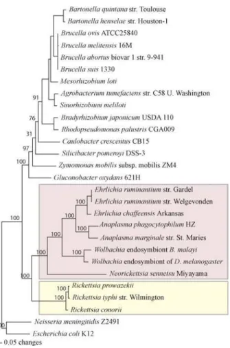 Table 2. Genome Properties