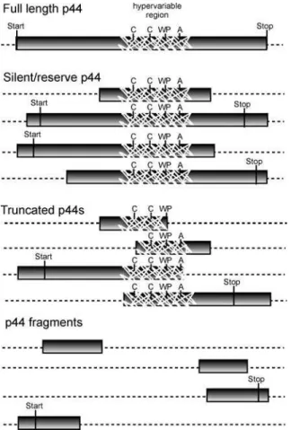 Table 4). The p44-12 and p44-9 unique regions are either absent or divergent only in strain MN