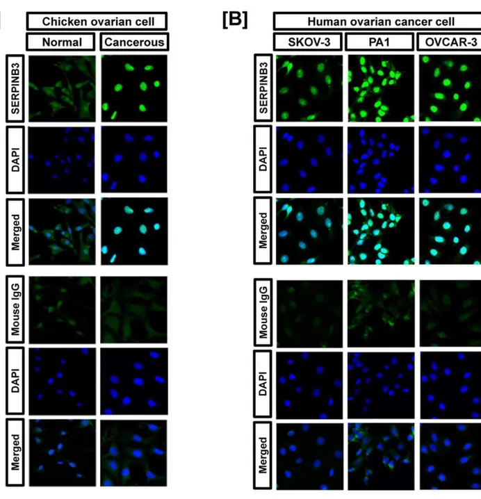 Figure 3. In vitro target assay of microRNAs on the SERPINB3 transcript. [A] Diagram of miR-101, miR-1668 and miR-1681 binding sites in SERPINB3 39-UTR