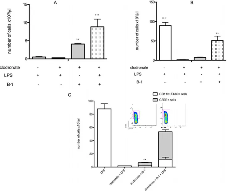 Figure 6. B-1CDPs are one of the components of the peritoneal macrophage population after LPS stimulation