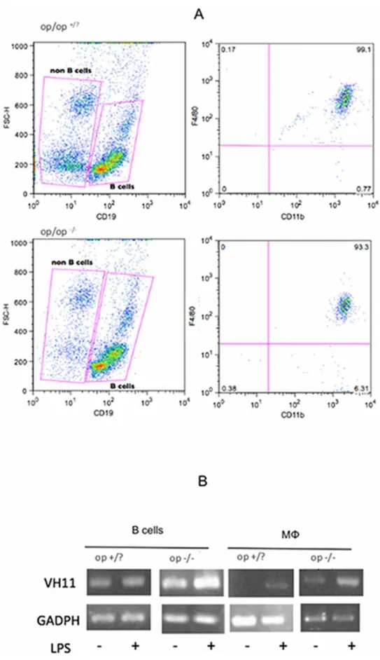 Figure 3. Elicited peritoneal ‘‘macrophages’’ from op/op (2/2) mice exhibit Ig gene rearrangements