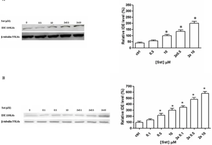 Figure 1. Somatostatin induces an increase of IDE expression in microglia cells. Western blot analysis of normalized lysis samples from rat primary microglia (A) and BV-2 (B) indicates that IDE level increases after 24 hrs of somatostatin incubation, while