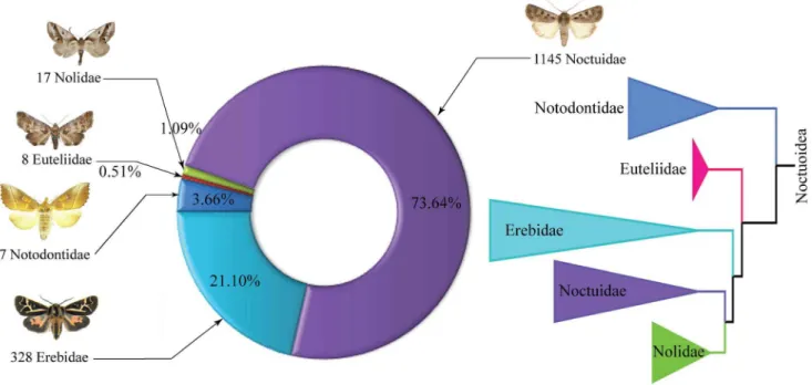 Figure 1. Phylogenetic hypothesis and species richness of Canadian Noctuoidea. Number of species known from Canada for five noctuoid families, as well as the family-level phylogeny [64].