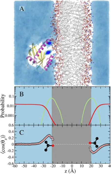 Fig 3. Simulation of membrane-bound G12D K-Ras in the presence of 5% isopropyl alcohol in the solvent with a repulsive potential between the central atom of the probe and the hydrophobic atoms of the lipids