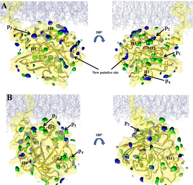 Fig 4. Predicted binding sites in the soluble and membrane-bound G12D K-Ras. Isosurfaces of probe densities with grid free energy values  -1 kcal/