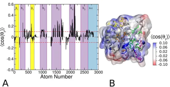 Fig 8. Probe orientation on the surface of G12D K-Ras. (A) Average values of the probe orientation order parameter <cos(θ r )> for G12D mode 1