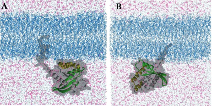 Fig 1. Two dominant orientations of G12D K-Ras in a POPC/POPS bilayer. (A) Helices 3 and 4 (yellow) directly interact with the bilayer surface (membrane binding mode 1)