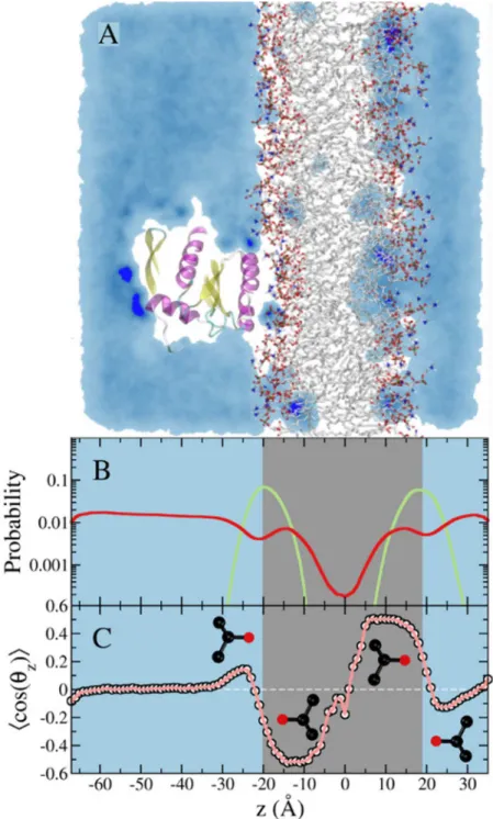 Fig 2. Simulation of membrane-bound G12D K-Ras in the presence of 5% isopropyl alcohol in the solvent