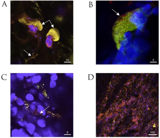 Figure 4G illustrates the changes in patterns of sorted fluorescent particles comparing F532 grown in apoplastic fluid which produces a broader GFP detection spectrum than F532 grown in LB broth