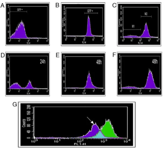 Figure 4. Fluorescence-activated cell sorting (FACS) separation of P. syringae pv. phaseolicola cells based on fluorescent protein expression