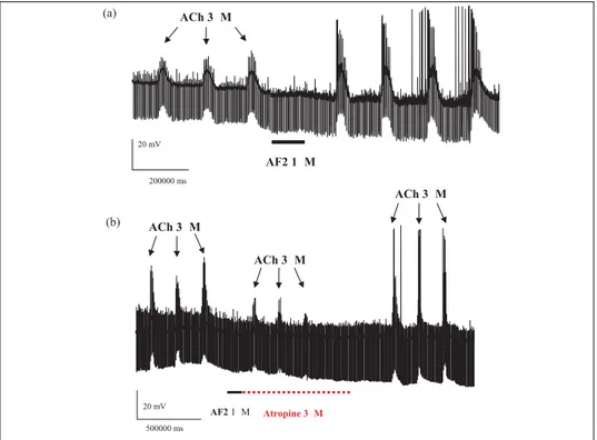 Figure 3. Brief application of AF2 produces lasting potentiation of acetylcholine responses (a); this effect is sensitive to atropine (b)