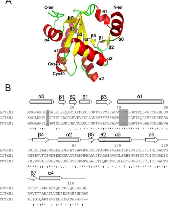 Figure 1. Sequence and overall structure of Lm TXN. A. X-ray structure of the monomer