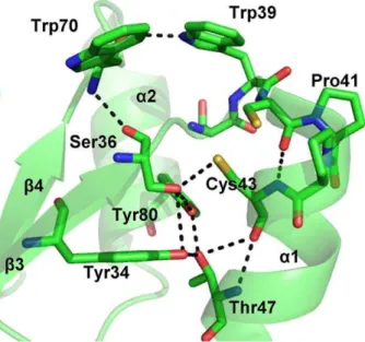 Figure 3. Lm TXN active site. The residues surrounding the two catalytic cysteine residues and the hydrogen bonds network between the residues of the catalytic site are indicated.