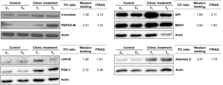 Figure 8. Citreoviridin induced the up-regulation of proteins catalyzing glucose metabolism