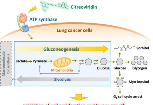 Figure 9. Citreoviridin affects the glucose metabolism in lung cancer xenograft tumors