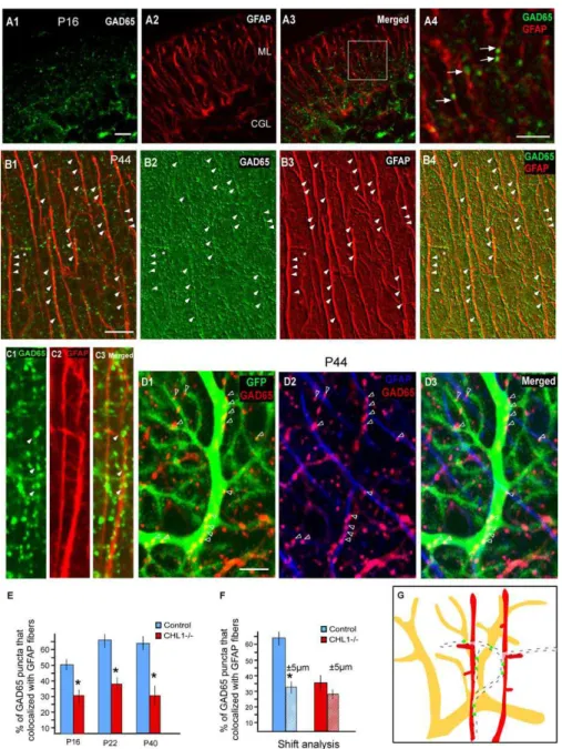 Figure 3. GABAergic Synapses Develop at the Intersection between Purkinje Dendrites and GFAP Fibers