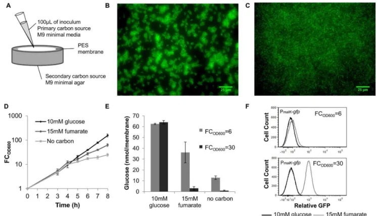 Figure 1. Experimental approach to control carbon source transitions in biofilms. (A) A schematic of our experimental setup where cells and the primary carbon source are applied to a PES membrane set atop agar containing the secondary carbon source, glucos