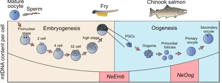 Figure 1. Schematic illustration of two developmental genetic bottlenecks proposed to impact on mitochondrial inheritance