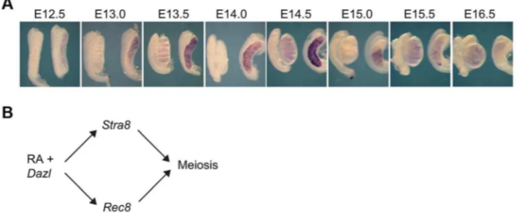 Figure 1. In fetal ovaries, Rec8 is expressed in an anterior-to-posterior wave. A) Rec8 expression pattern from E12.5–E16.0 in fetal gonads