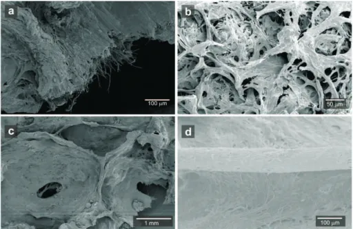 Figure 7. SEM macrographs showing the structure of the dried mat in the lakes. (a) Transver- Transver-sal section of the mat with visible cyanobacterial filaments, (b) surface structure of the mat, (c) general view of the surface structure of the mat with 