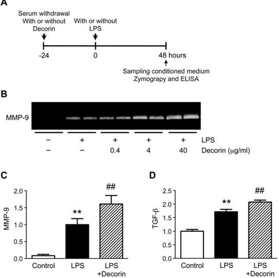 Fig 5. Role of decorin in macrophage secretion of MMP-9. (A) Cultured mouse macrophages were pre- pre-treated with or without 0.4, 4, or 40 μg/ml decorin, then stimulated with or without 100 ng/ml