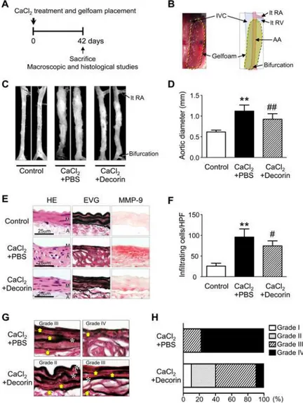 Fig 2. Effect of decorin administration on AAA development in mice. (A-B) Immediately after CaCl 2