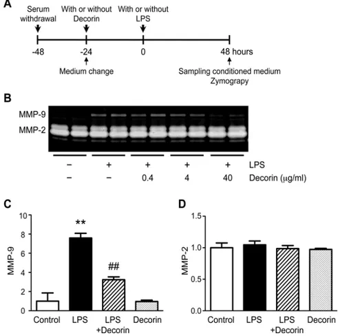 Fig 3. Role of decorin in VSMC secretion of MMP-9. (A) Cultured rat vascular smooth muscle cells (VSMCs) were pre-treated with or without 0.4, 4, or 40 μg/ml decorin, then stimulated with or without 100 ng/