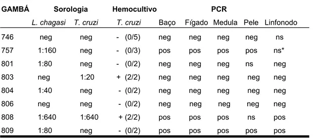 Tabela 13: Resultados dos gambás (D. marsupialis) capturados em Barra de  Guaratiba, Rio de Janeiro, cujo material foi submetido à Reação de Polimerase em  Cadeia (PCR)