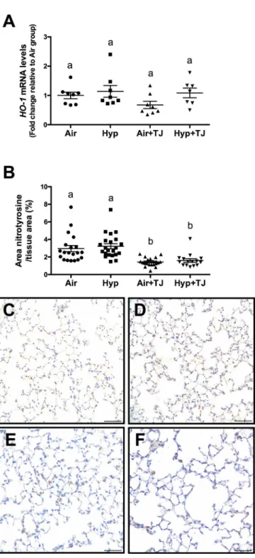 Fig 3. Oxidative stress markers at P56d. The relative gene expression of heme oxygenase-1 (HO-1) was not significantly different between groups (A)