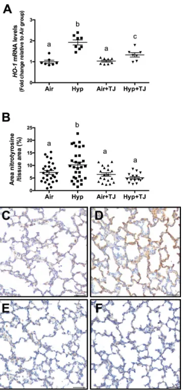 Fig 2. Oxidative stress markers at P7d. The relative gene expression of heme oxygenase-1 (HO-1) in lung tissue was significantly greater in the hyperoxia groups than in the normoxia groups (A)