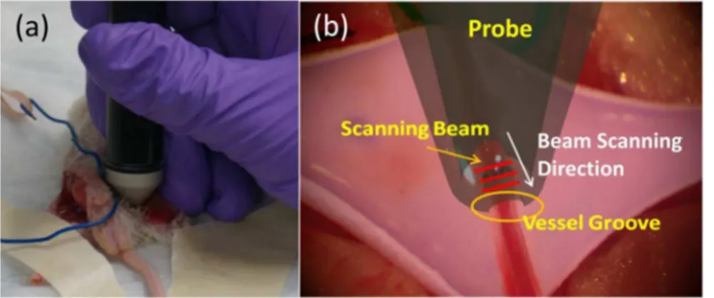 Figure 5. Application of handheld probe in the mouse experiment. (a) Handheld probe investigating the surgical site of an experimented mouse; (b) Illustration of how the beam scans across the vessel region (red lines indicate that fast B-mode scanning beam