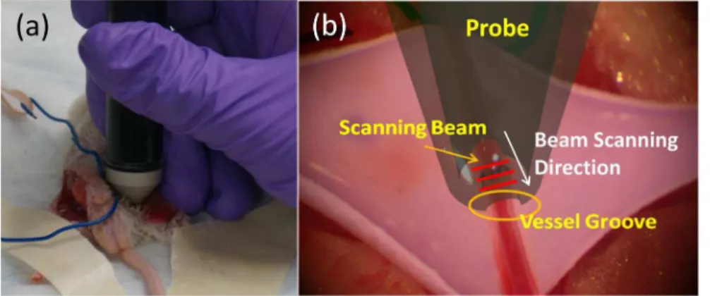 Figure 5. Application of handheld probe in the mouse experiment. (a) Handheld probe investigating the surgical site of an experimented mouse; (b) Illustration of how the beam scans across the vessel region (red lines indicate that fast B-mode scanning beam
