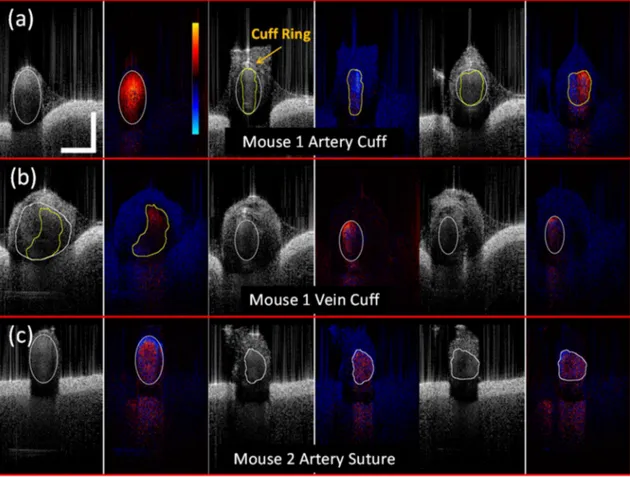 Figure 6. Selective frames of simultaneous structure and Doppler imaging of the surgical sites from distal (left) to proximal (right)