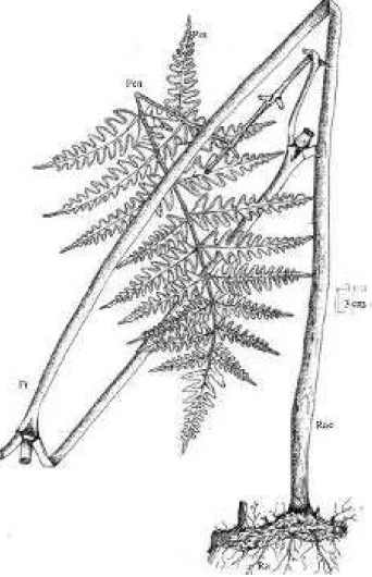 Figure 3:  Fiche d’enquête sur l’utilisation de Pteridium     aquilinum