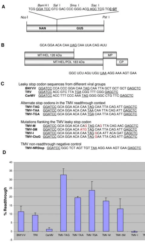 Figure 1. In planta measurement of stop codon readthrough using a NAN-GUS dual reporter vector