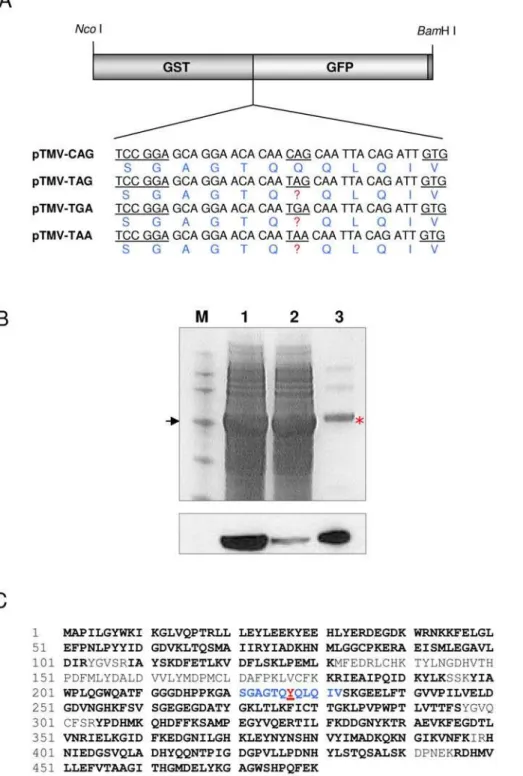 Figure 3. Identification of the amino acid inserted in vivo at a decoded stop codon using a GST-GFP dual reporter vector