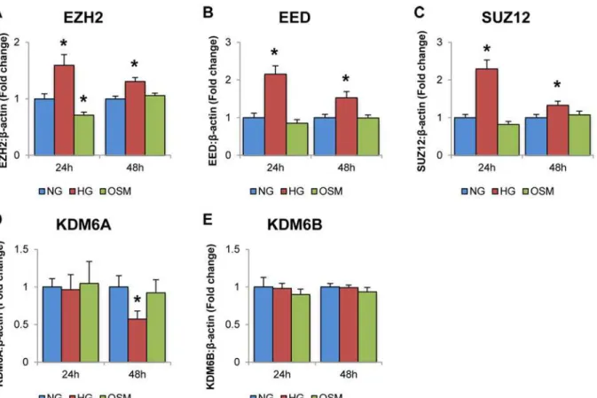 Fig 2. High levels of glucose alter the expressions of PRC2 component and related genes