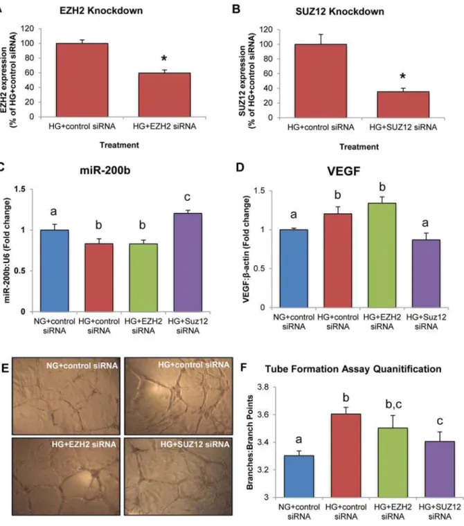 Fig 5. HRMECs treated with SUZ12 siRNA demonstrate increased miR-200b expression, decreased VEGF expression and decreased endothelial branching